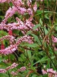 Persicaria a. 'Pink Elephant' PPAF(20)ct Flats