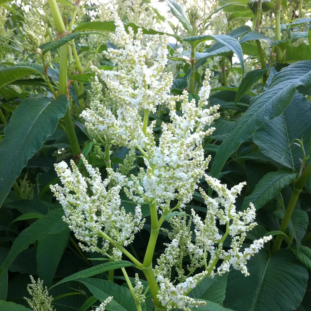 persicaria-polymorpha Persicaria polymorpha