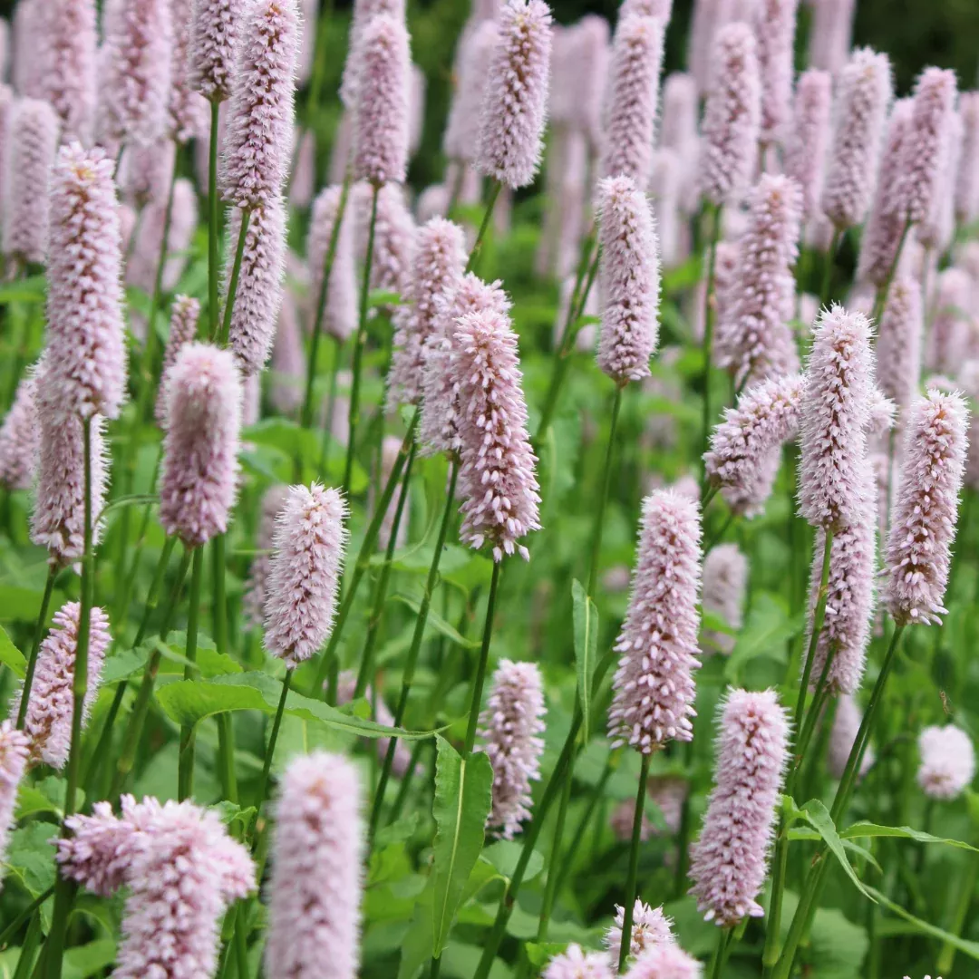 persicaria-superba Persicaria 'Superba'