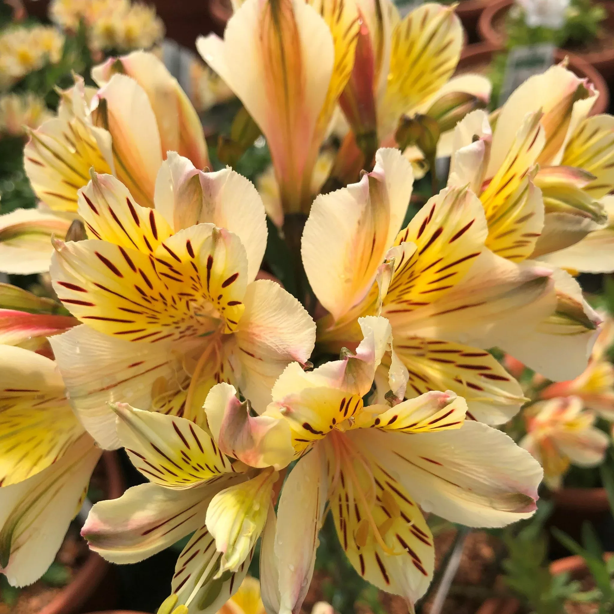 peruvian-lily Peruvian Lily