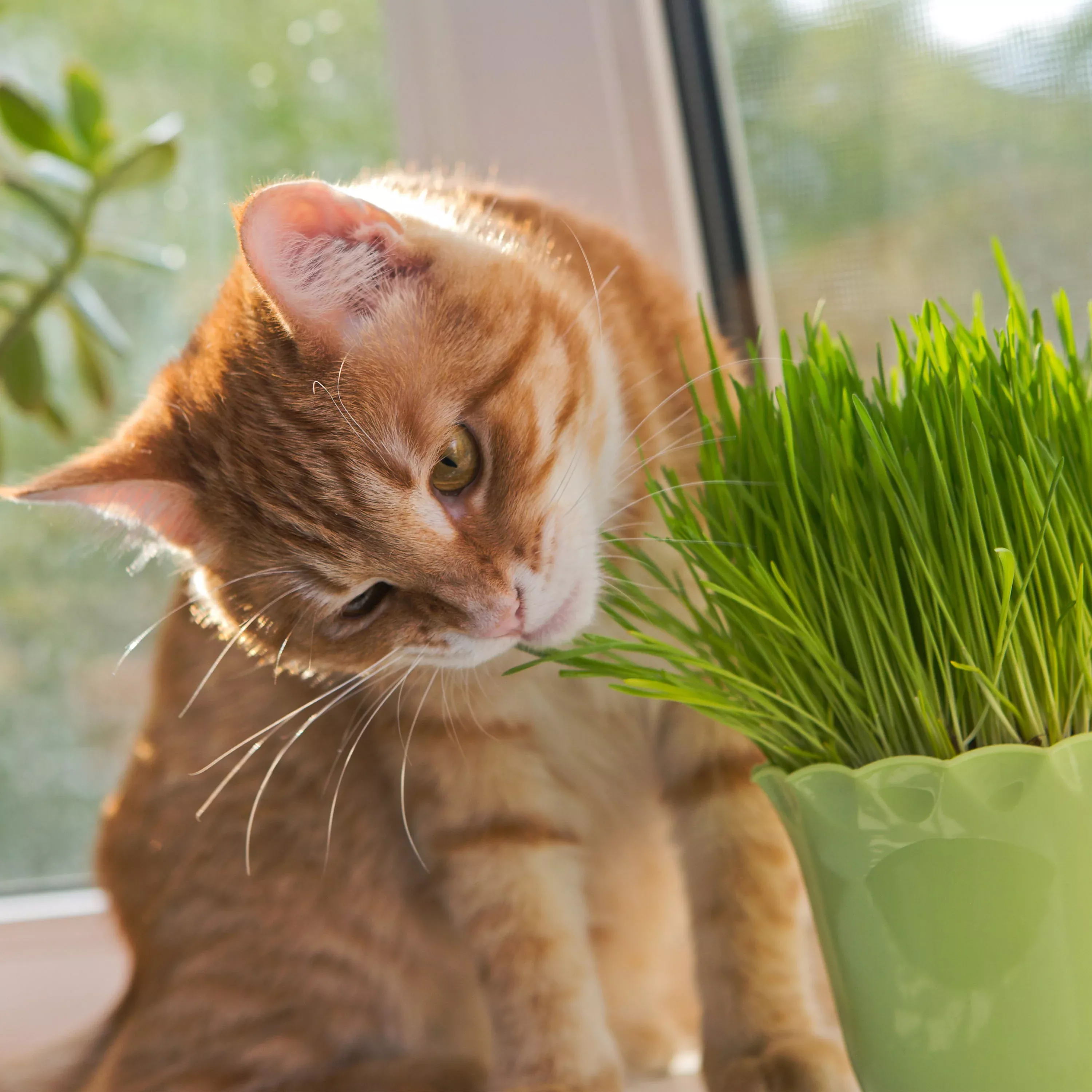 Pet Grass (2 Pack)