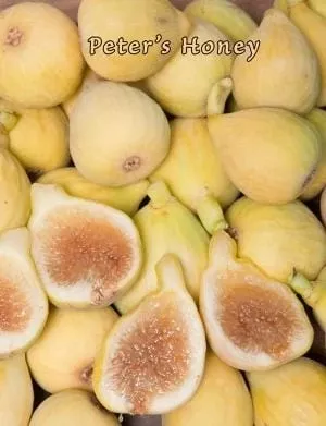 peter-s-honey-fig Peter’s Honey Fig