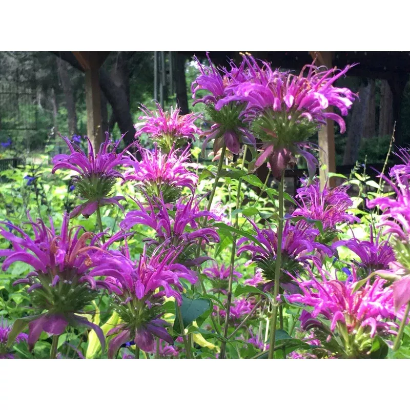 peter-s-purple-beebalm Peter's Purple Beebalm