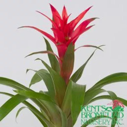 petit-bromeliad Petit Bromeliad