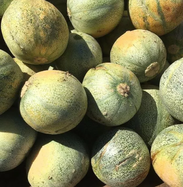 Petit Gris de Rennes Melon