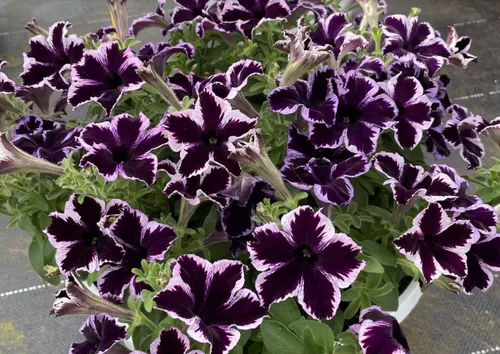 petunia-crazytunia-cosmic-violet Petunia (Crazytunia Cosmic Violet)