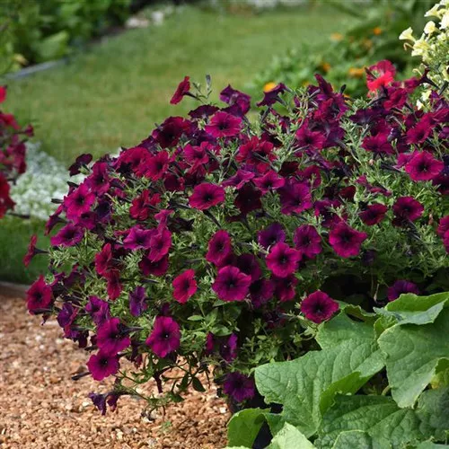petunia-easy-wave-burgundy-velour Petunia (Easy Wave Burgundy Velour)