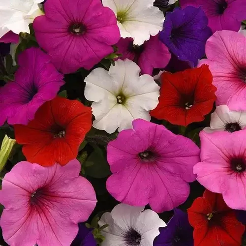 petunia-easy-wave-mix-formula Petunia (Easy Wave Mix Formula)