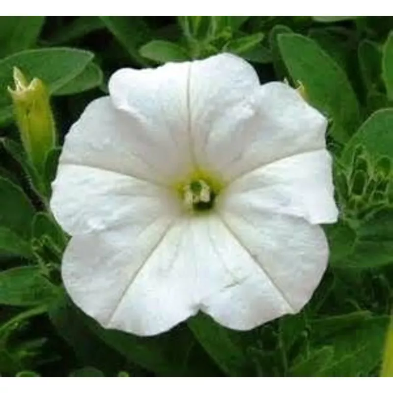 Petunia (Easy Wave White)