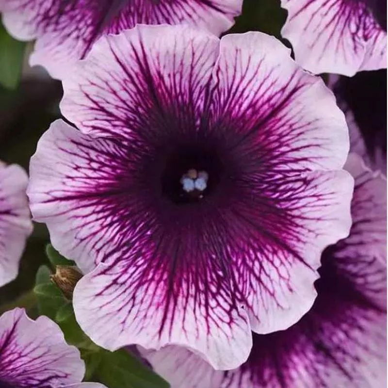 petunia-hybrida-headliner-blackberry-vein Petunia hybrida 'Headliner Blackberry Vein'