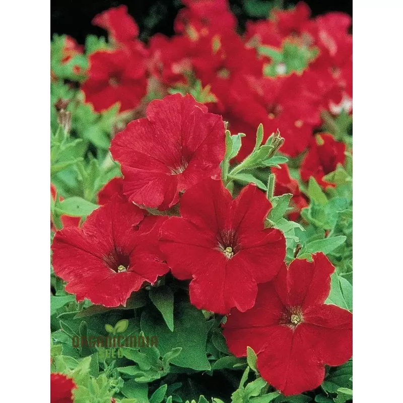 petunia-supercascade-red-seeds-gardening-enthusiasts-vibrant-flowers-hanging-bas Petunia Supercascade Red Seeds for Gardening Enthusiasts | Vibrant Flowers for Hanging Baskets and Garden Borders