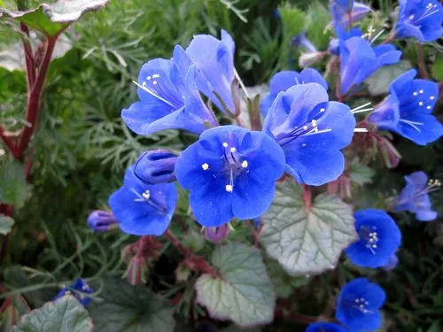 phacelia-campanularia Phacelia campanularia