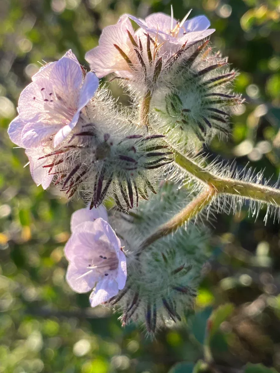 phacelia-cicutaria-var-hispida-caterpillar-phacelia-seed Phacelia cicutaria var. hispida Caterpillar Phacelia Seed