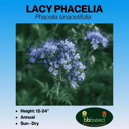 Phacelia, Lacy – Phacelia tanacetifolia