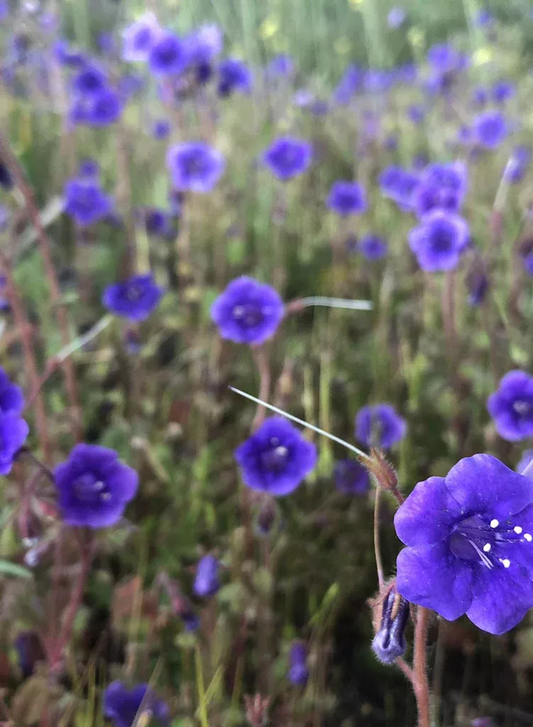 phacelia-minor-canterbury-bells-seed Phacelia minor - Canterbury Bells (Seed)