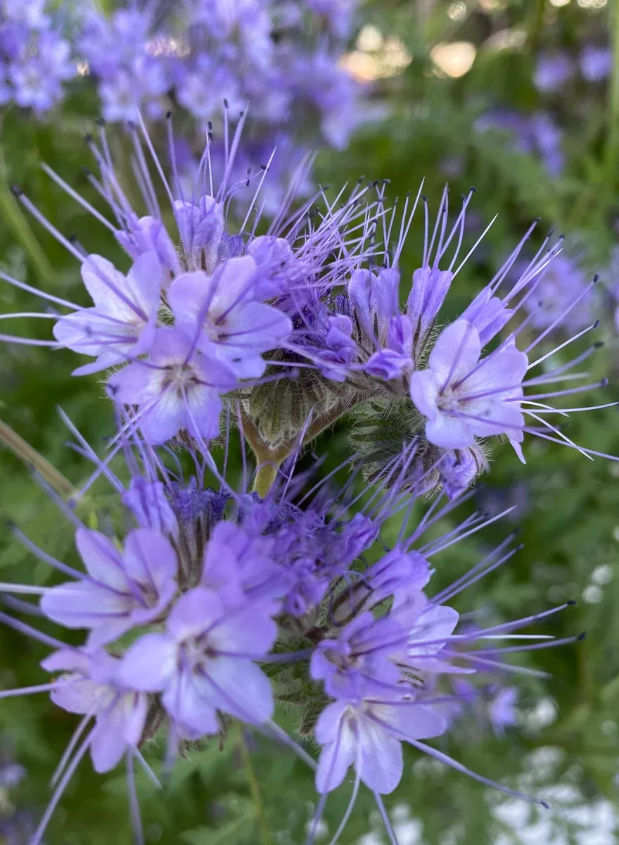 Phacelia tanacetifolia Lacy Phacelia