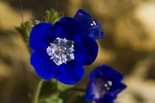 Phacelia viscida The Electric Blue "Sticky"