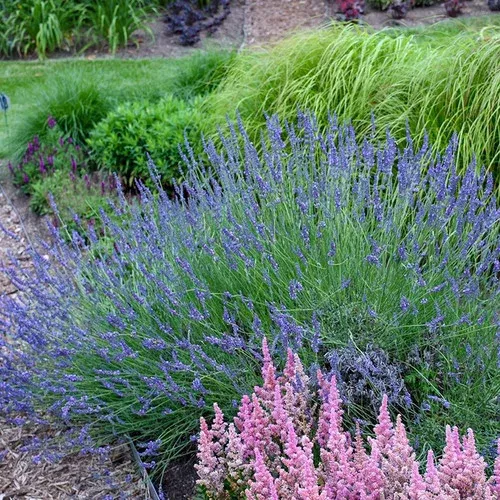 phenomenal-lavender Phenomenal Lavender