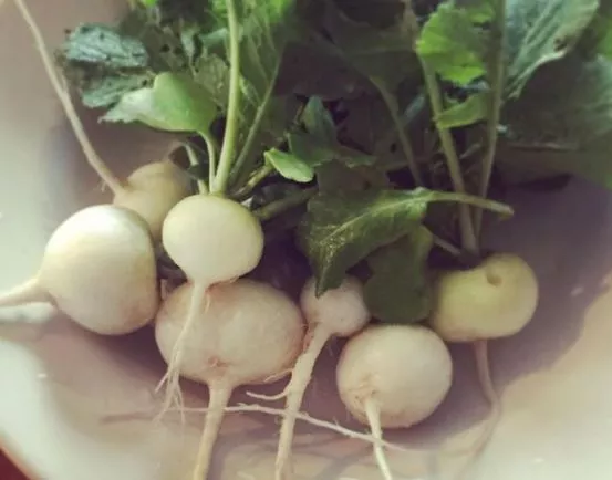 philadelphia-white-box-radish Philadelphia White Box Radish