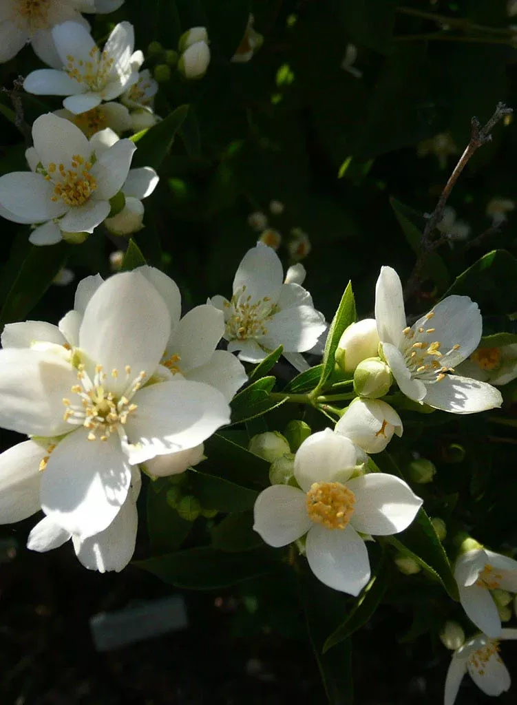 philadelphus-lewisii-mock-orange-seed Philadelphus lewisii - Mock Orange (Seed)