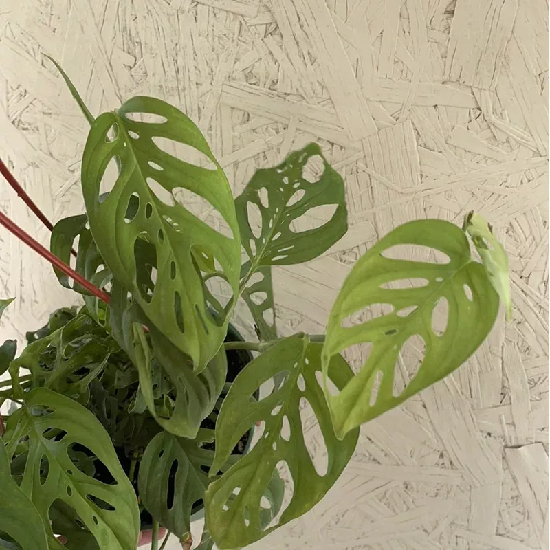 philodendron-adansonii-swiss-cheese Philodendron adansonii 'Swiss Cheese'