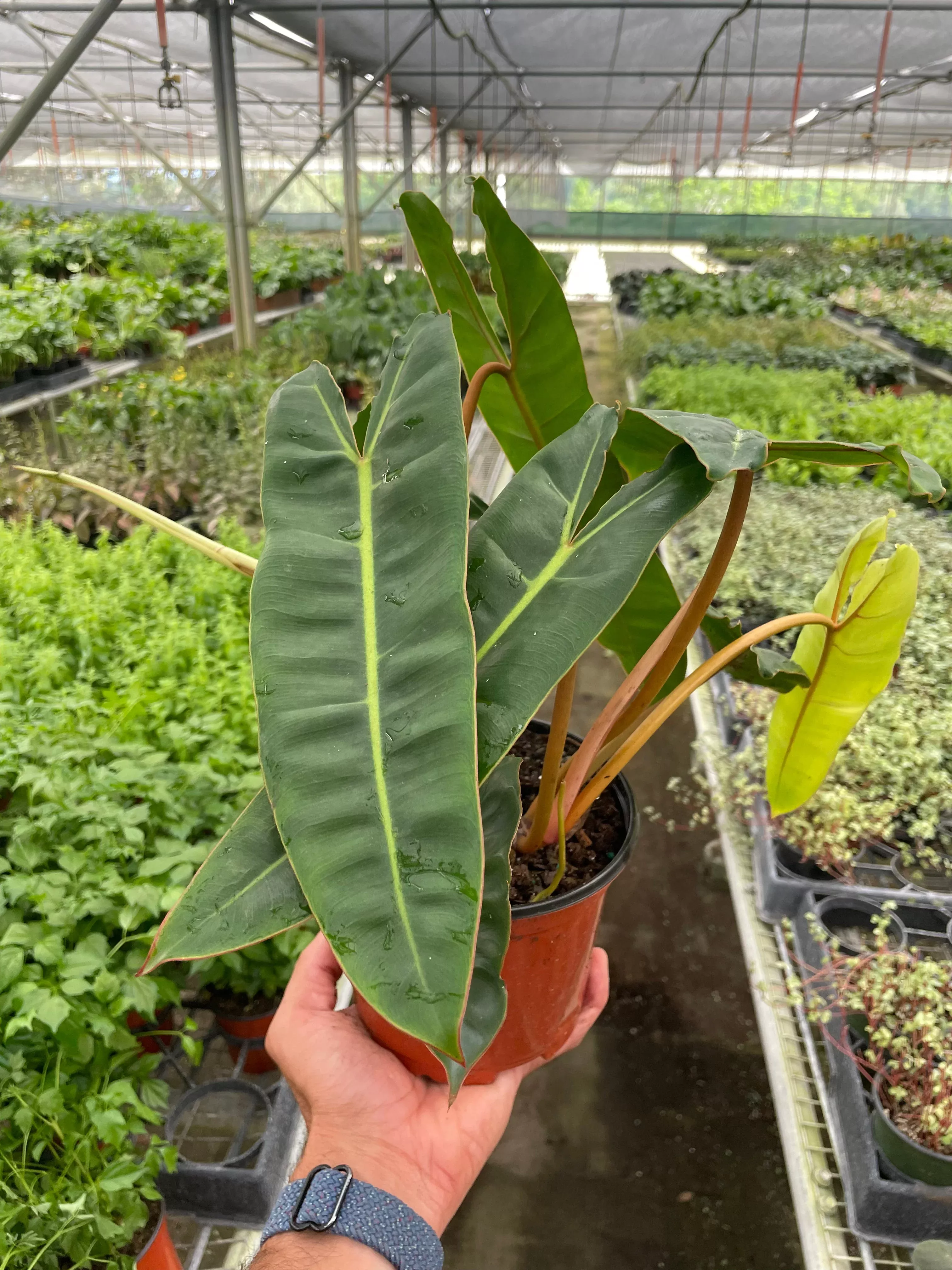 philodendron-billietiae Philodendron billietiae