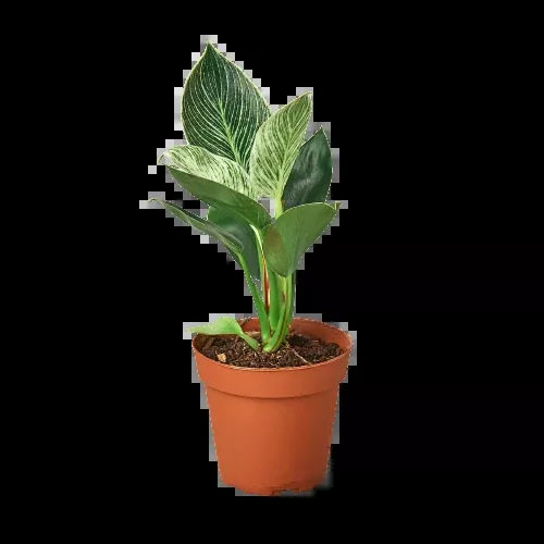 philodendron-birkin Philodendron 'Birkin'