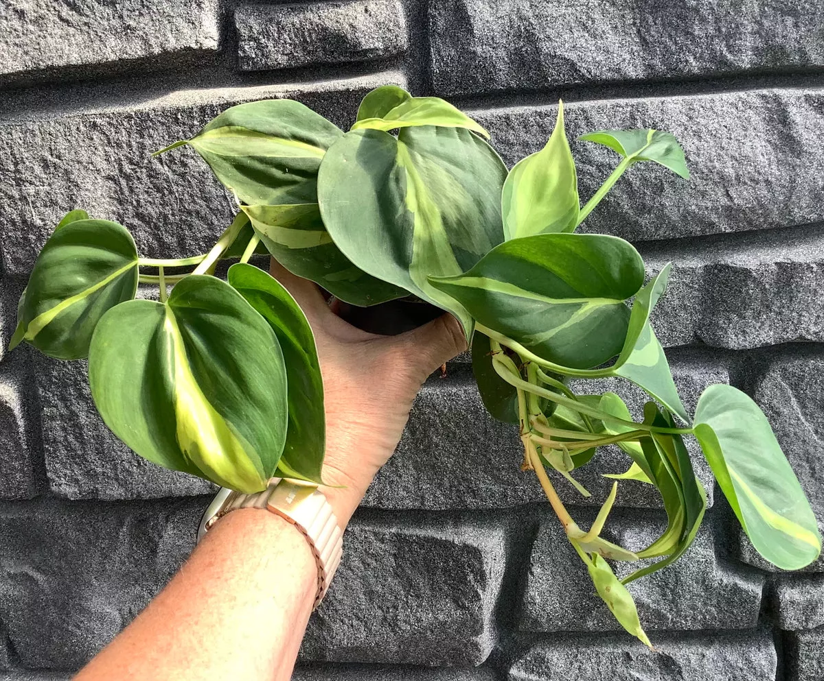 Philodendron: Brazil Hanging Basket - 6"