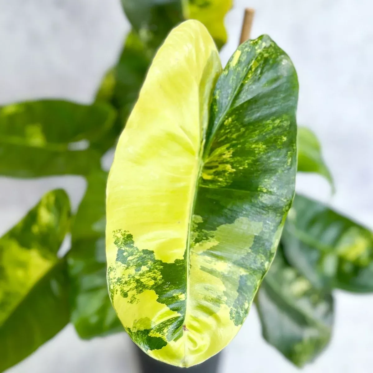 philodendron-burle-marx-variegata Philodendron Burle Marx Variegata