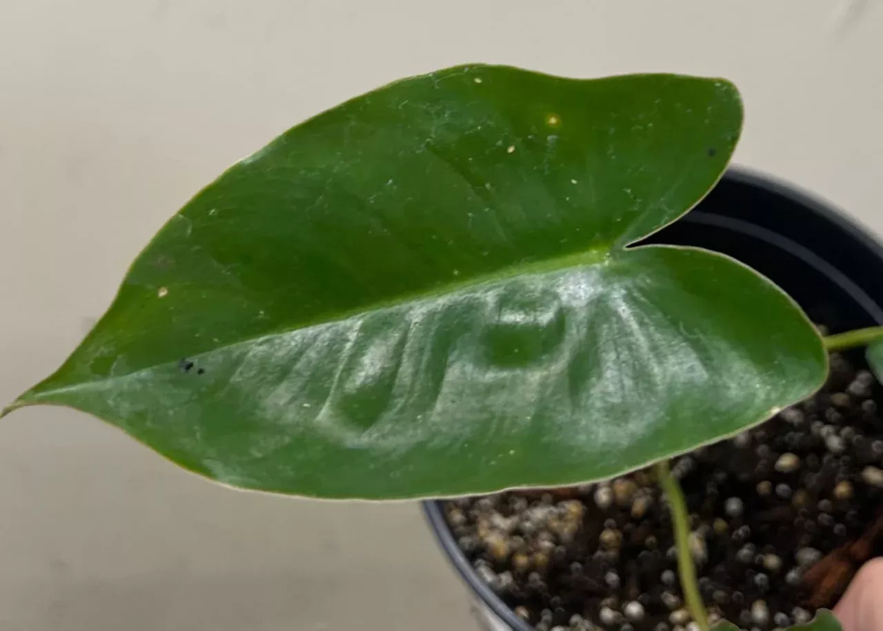 philodendron-burle-marx Philodendron Burle Marx