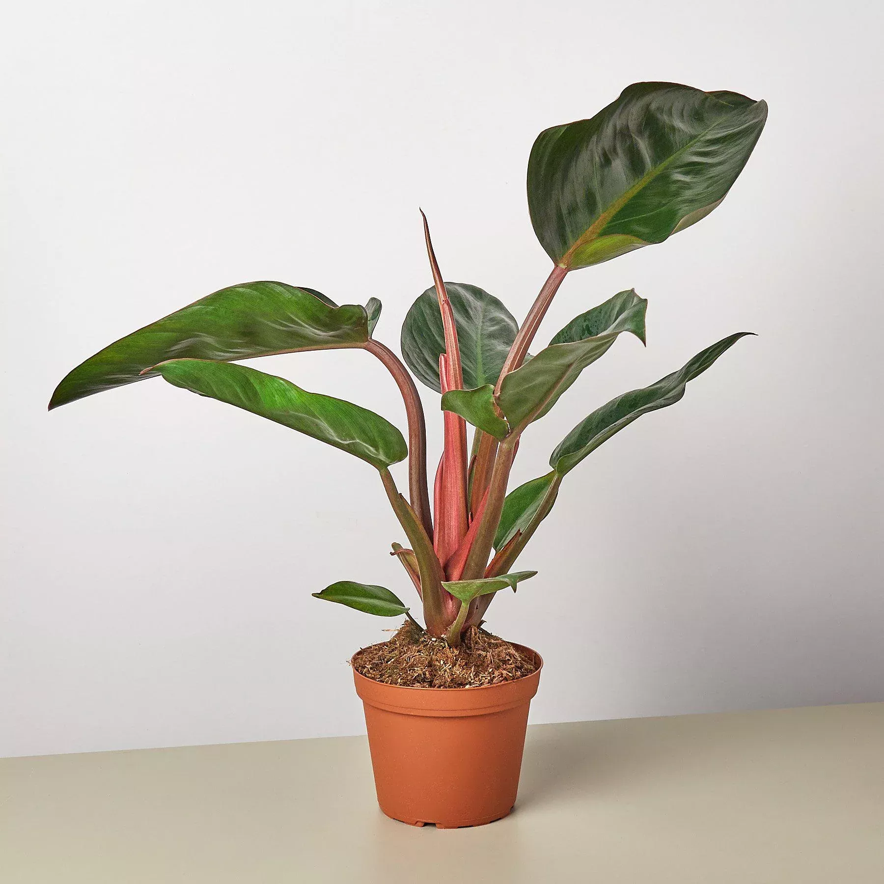 philodendron-congo-rojo Philodendron Congo Rojo