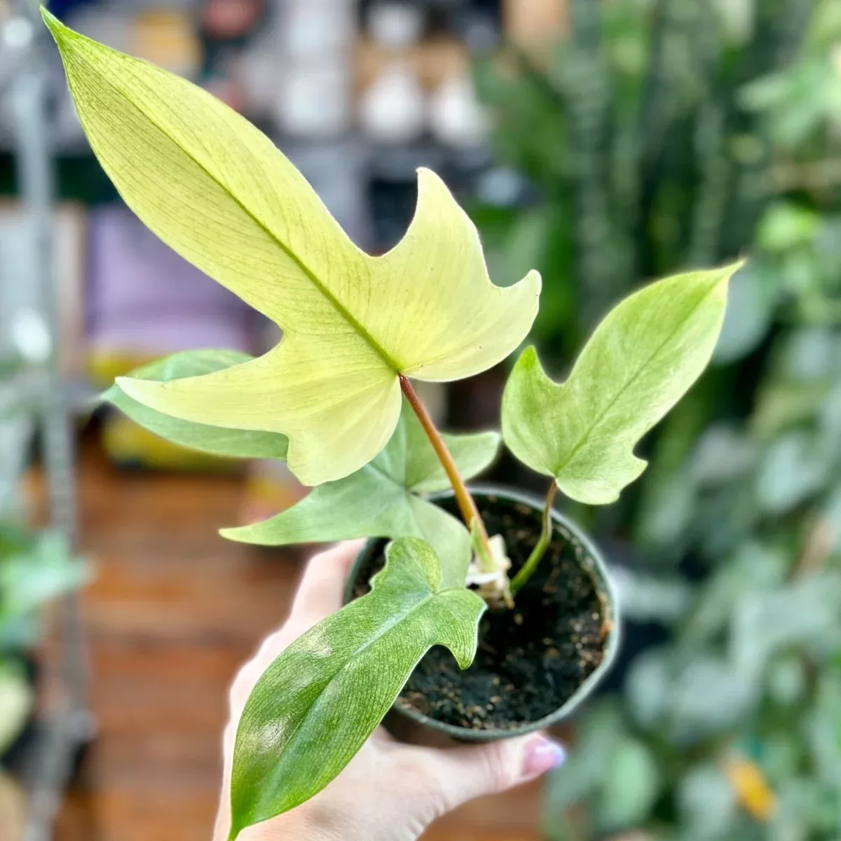 philodendron-florida-ghost-mint Philodendron ‘Florida Ghost Mint'