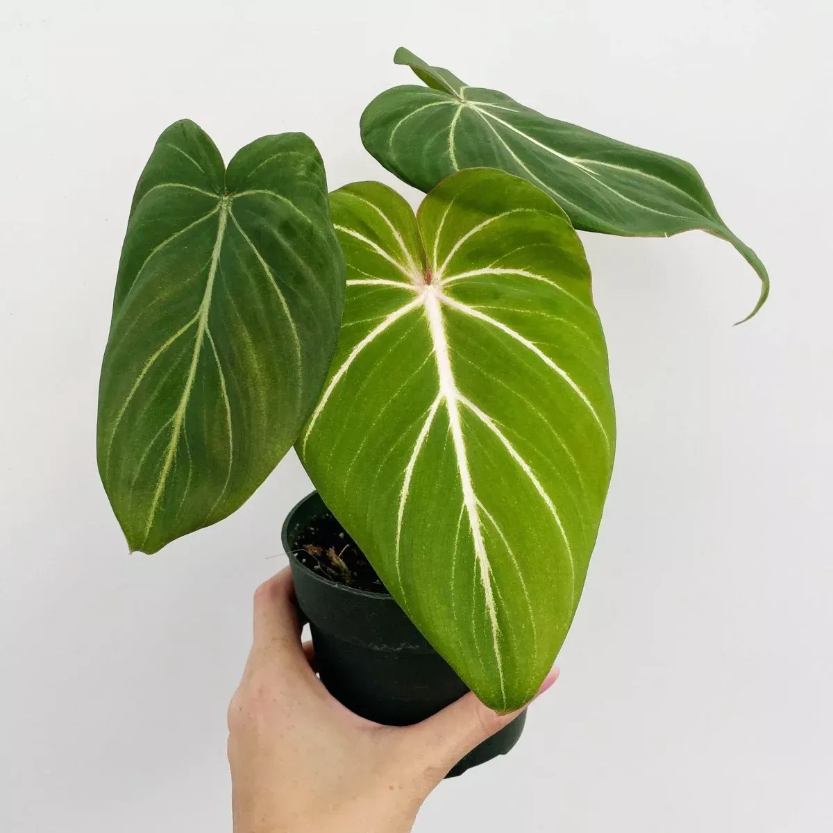 Philodendron gloriosum - Glorious Philo