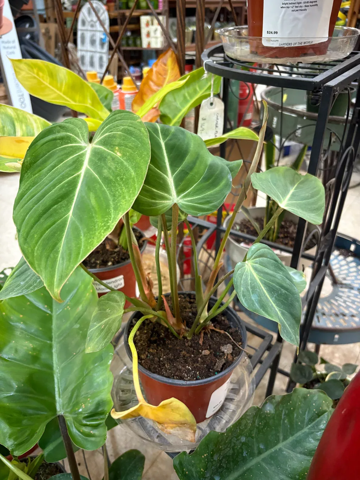 Philodendron 'Gloriosum'