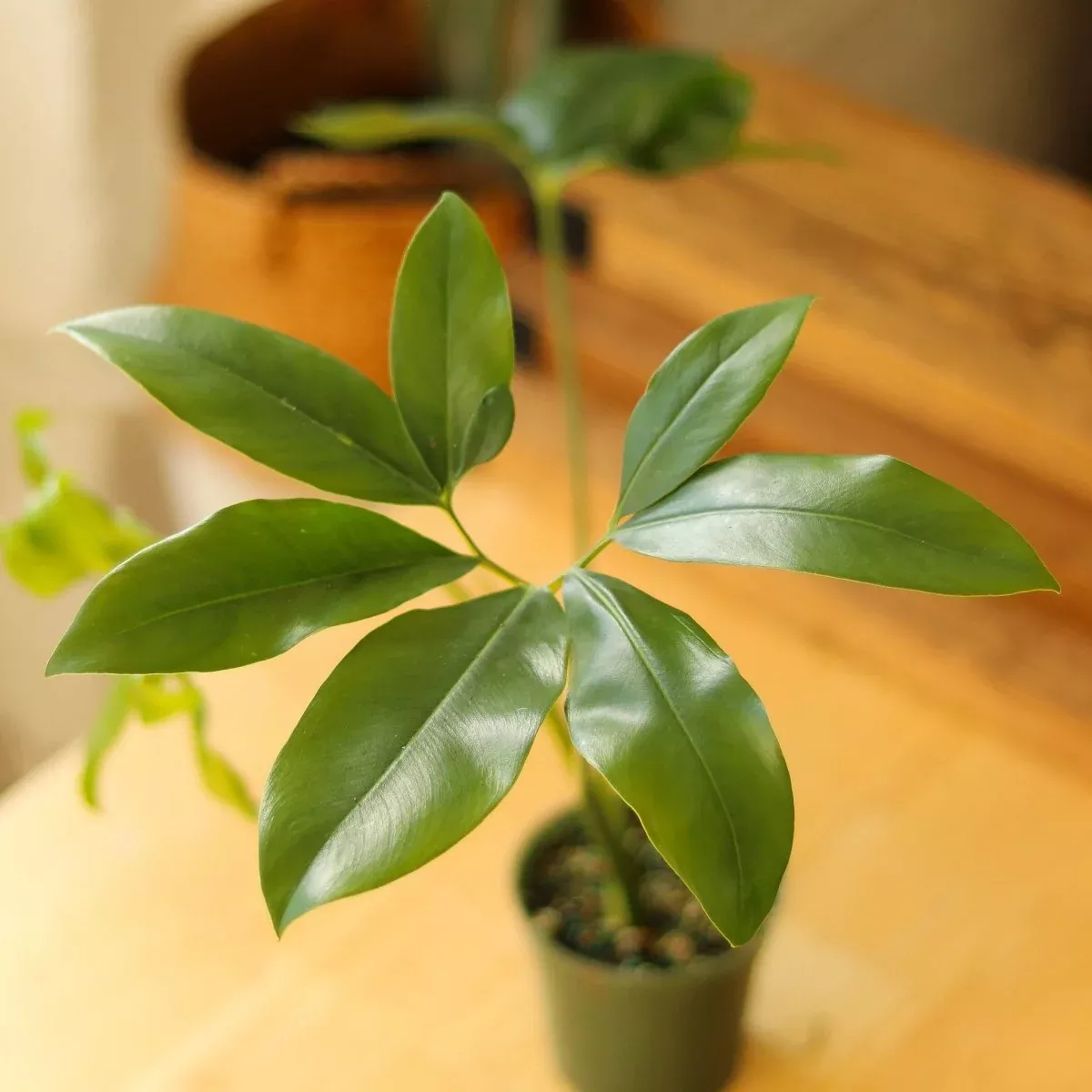 Philodendron Goeldii - ‘Finger Leaf’