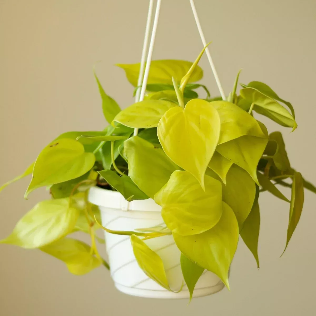 Philodendron Heartleaf 'Lemon Lime'