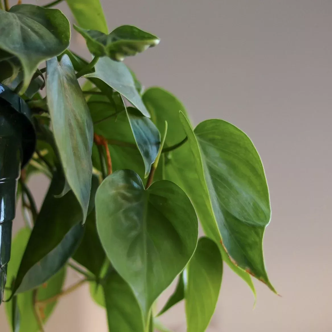 philodendron-hederaceum-heartleaf-philodendron Philodendron hederaceum (Heartleaf Philodendron)