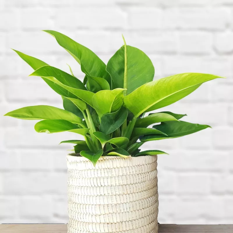 philodendron-imperial-green Philodendron Imperial Green