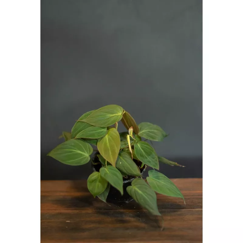 philodendron-micans Philodendron Micans