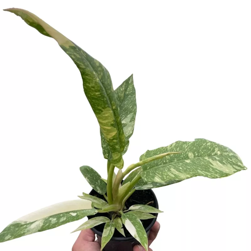 philodendron-ring-fire-variegated Philodendron 'Ring of Fire' Variegated