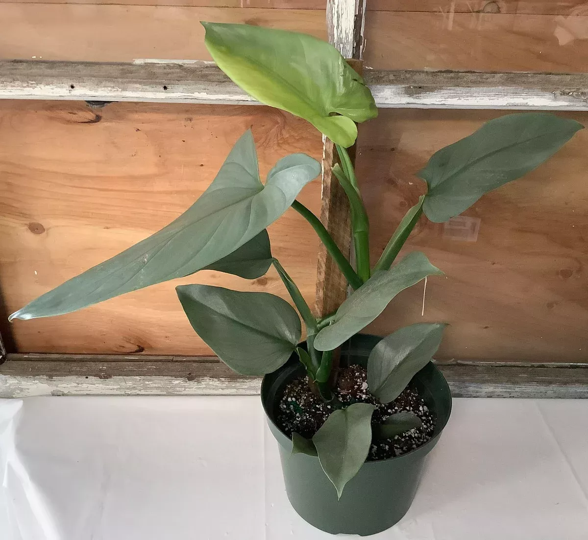 philodendron-silver-sword-totem-2-gal Philodendron: Silver Sword Totem 2 Gal