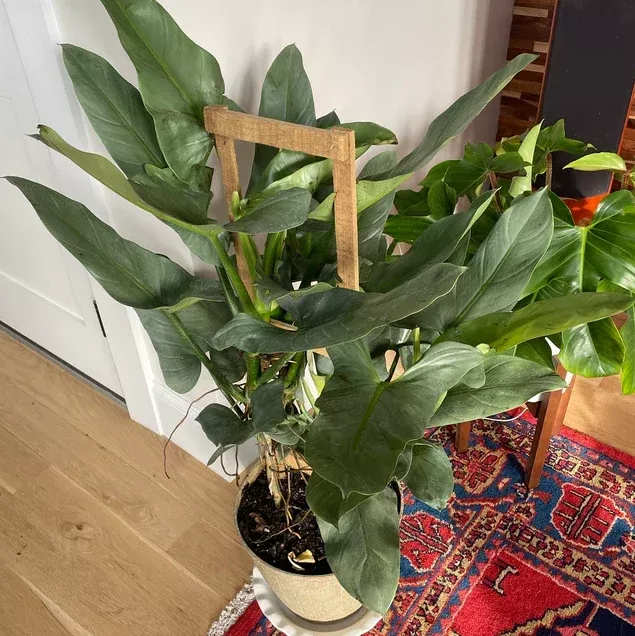 philodendron-silver-sword-trellis Philodendron Silver Sword Trellis