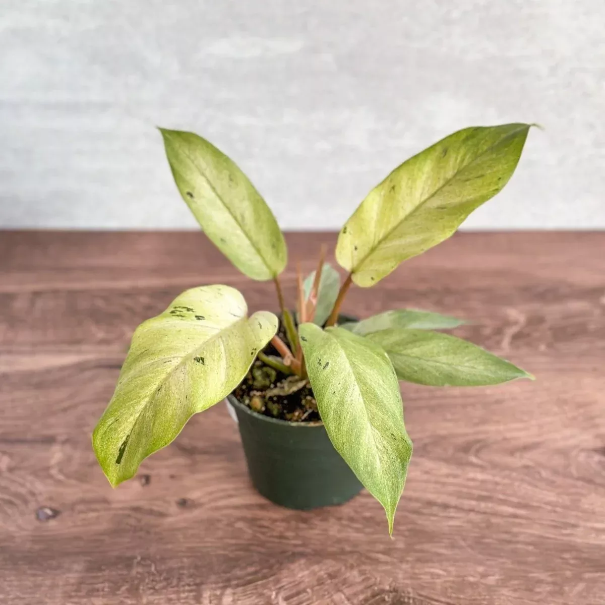 philodendron-snow-drift-snow-drift-philodendron Philodendron ‘Snow Drift' - Snow Drift Philodendron
