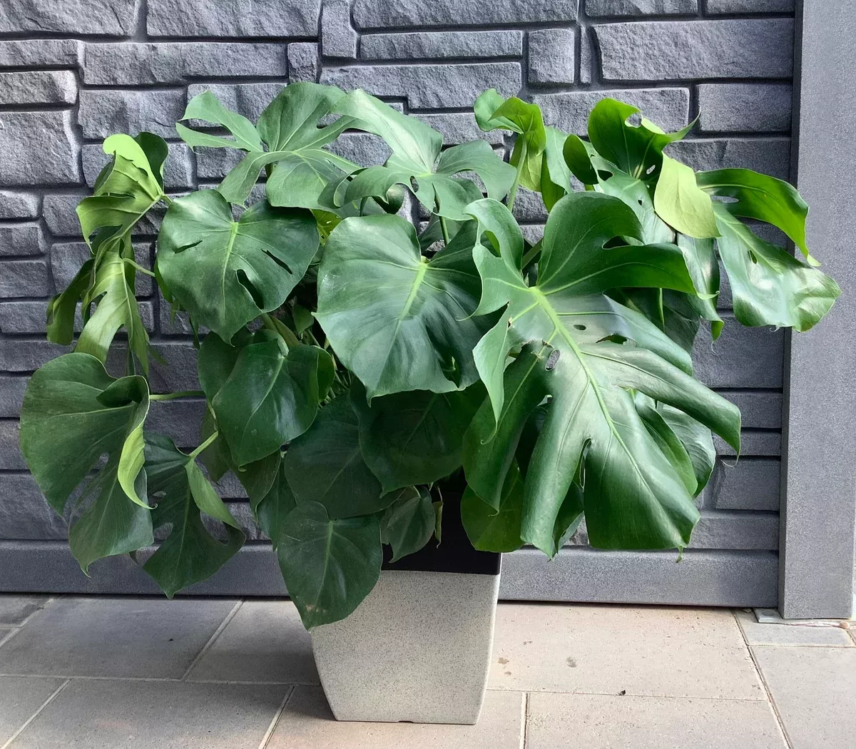 philodendron-split-leaf-10 Philodendron: Split Leaf 10"