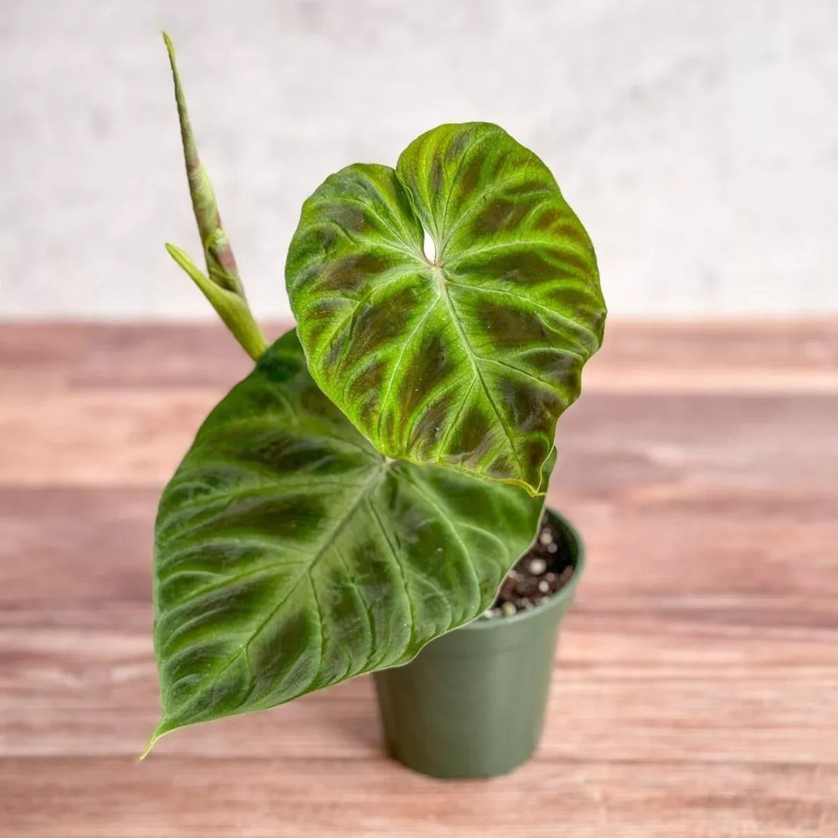 philodendron-verrucosum-verrucosum-philodendron Philodendron verrucosum - Verrucosum Philodendron
