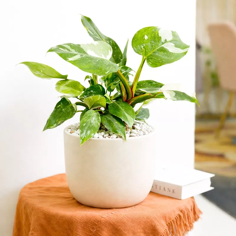 philodendron-white-princess Philodendron 'White Princess'