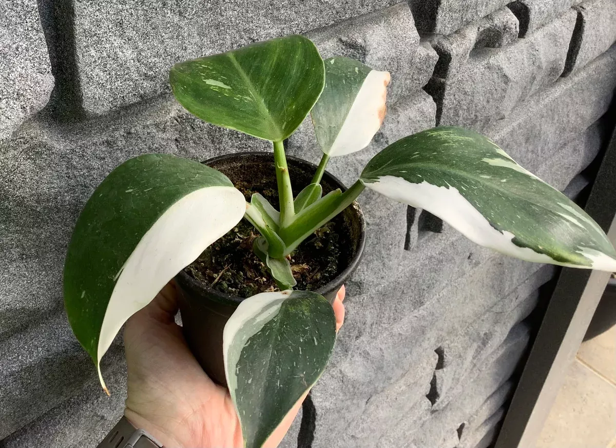 philodendron-white-wizard-4 Philodendron: White Wizard 4"