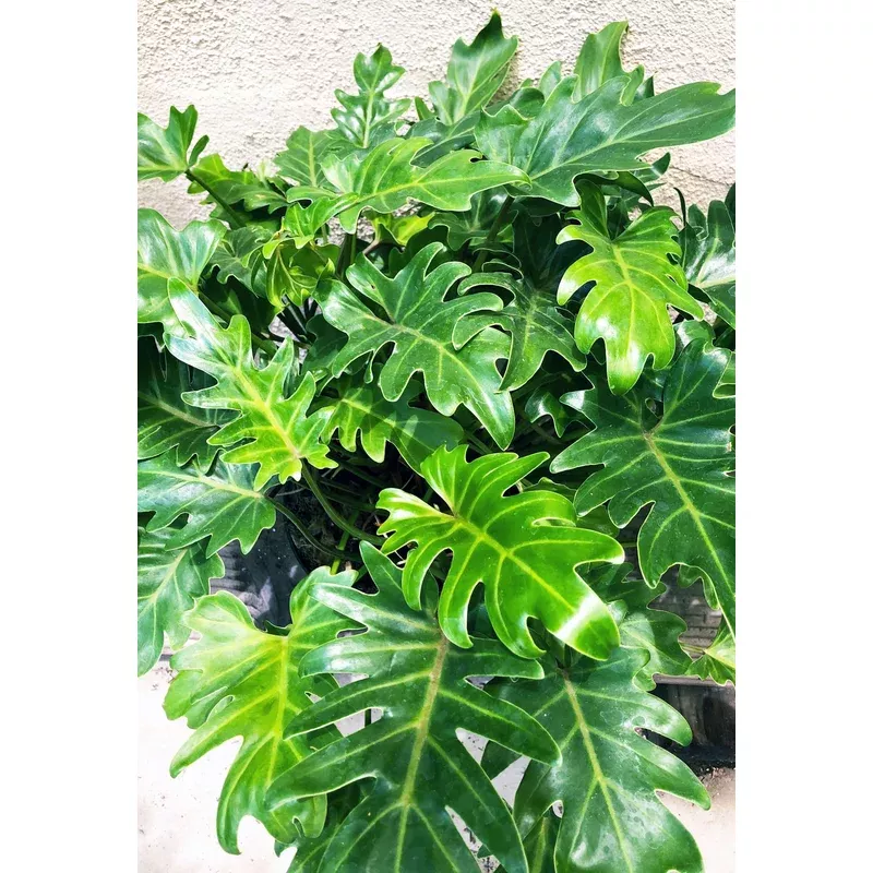 Philodendron ‘Xanadu’