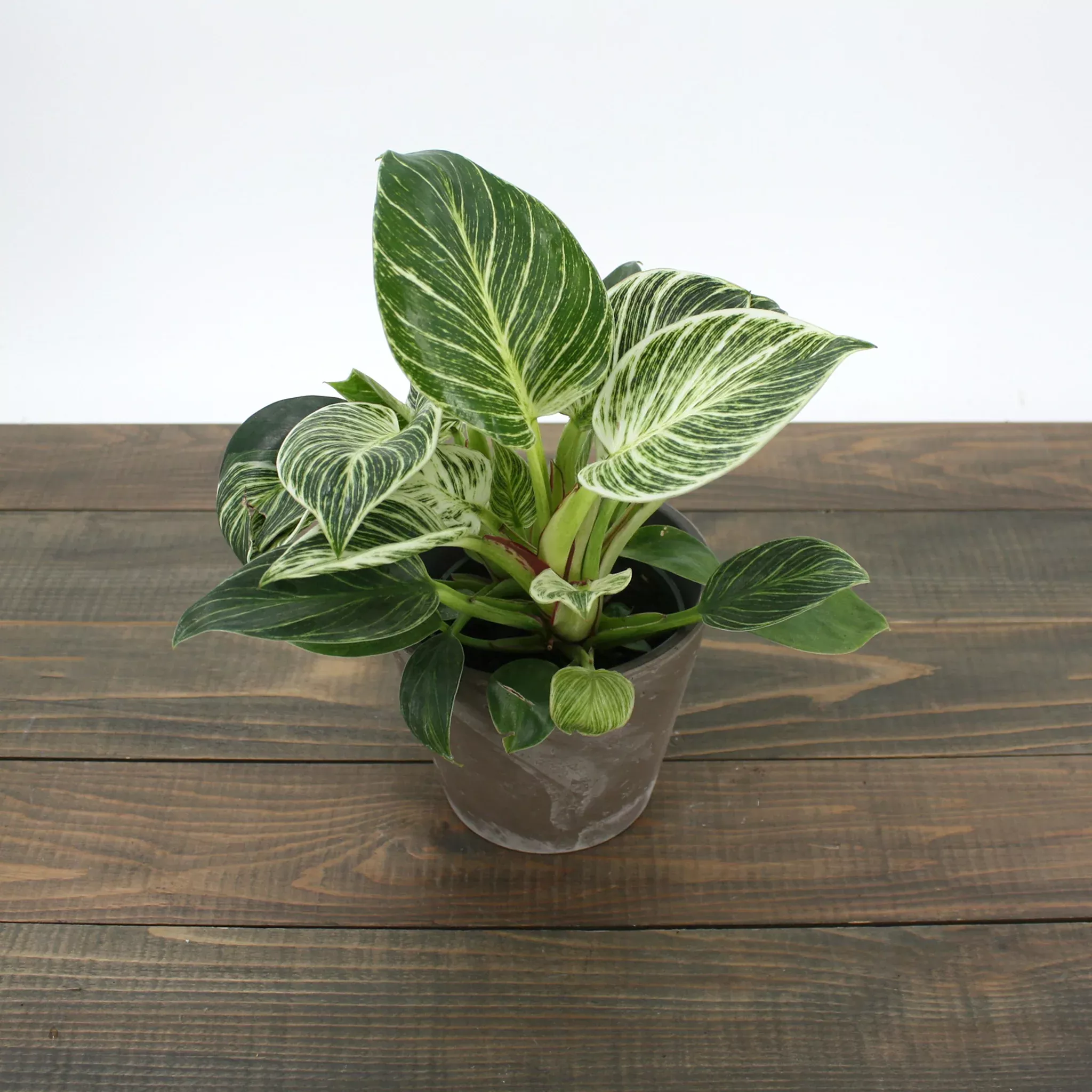 Philodendron