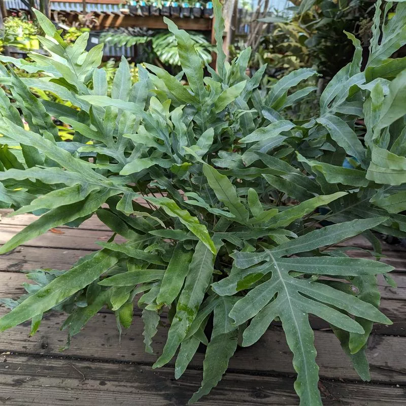 phlebodium-aureum-mandaianum Phlebodium aureum 'Mandaianum'